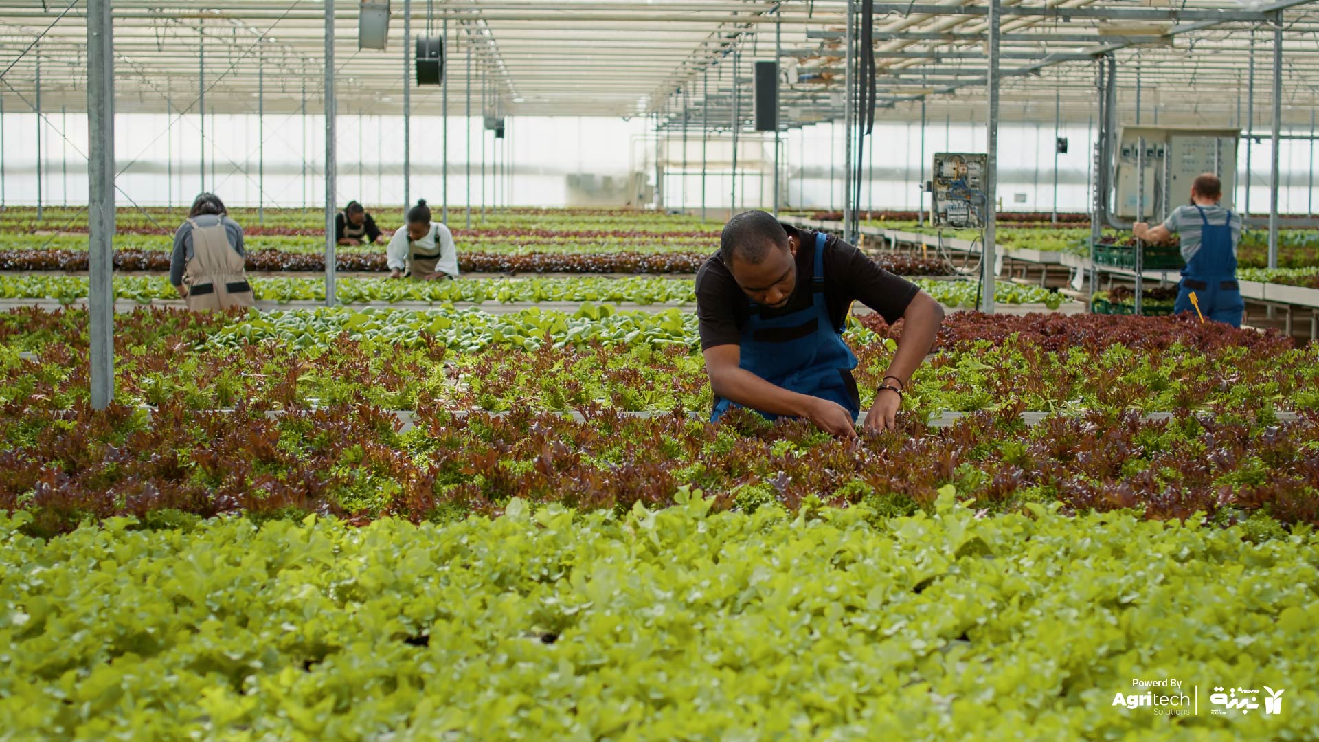 article الزراعة التقليدية والزراعة المائية cover