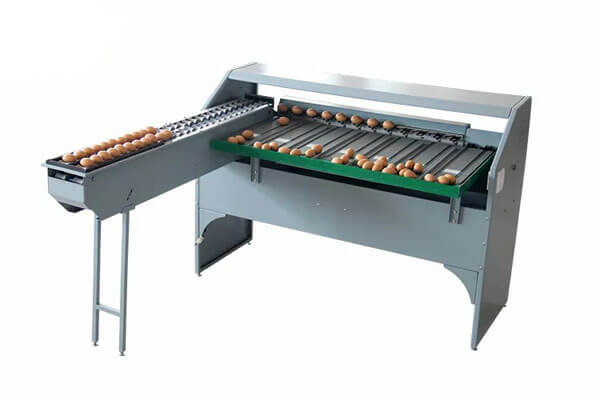NOVITAL Automatic Egg Grading Scale – Precision Poultry Egg Weighing System