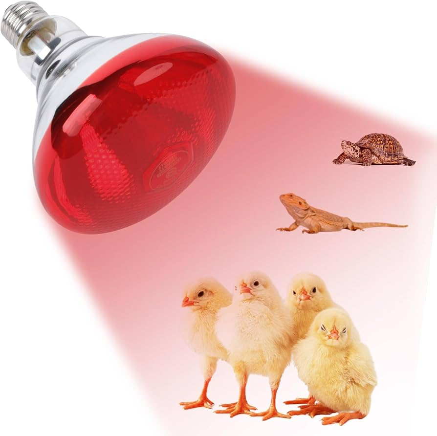 NOVITAL Chick Heat Lamp Red – Made in Italy