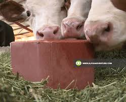 NOVITAL Mineral Block for Livestock