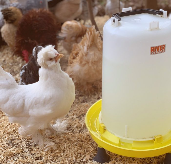 River Poultry Cage Drinker – White – Made in Italy