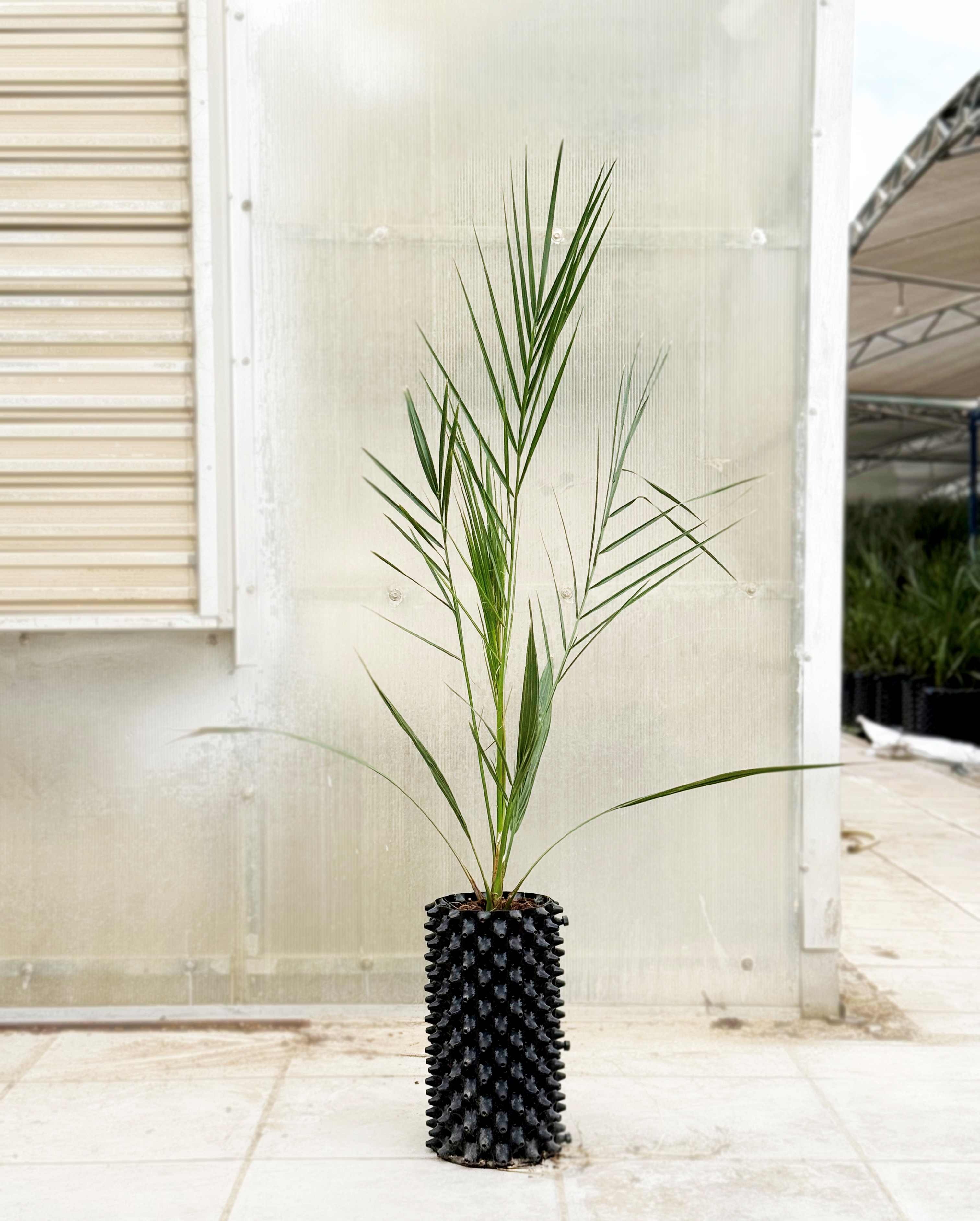 Californian Medjool Date Palm Trees - 1 Meter Image