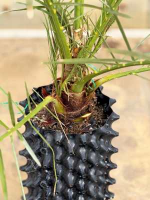 Californian Medjool Date Palm Trees - 1.6 Meter Image