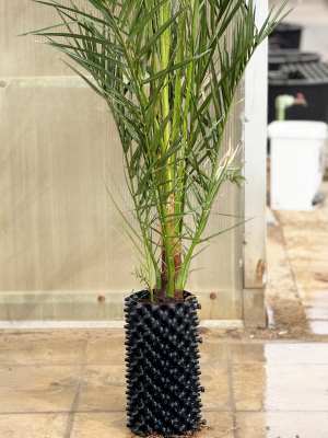 Californian Medjool Date Palm Trees - 2+ Meter Image