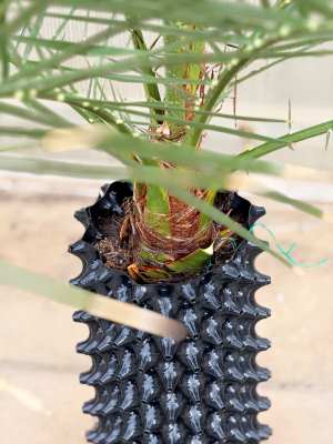 Barhi Date Palm Trees - 1.8 Meter Image