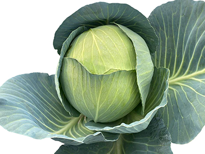  Pintano F1 White Cabbage Seeds