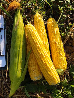 Sagor F1 Sweet Corn Seeds