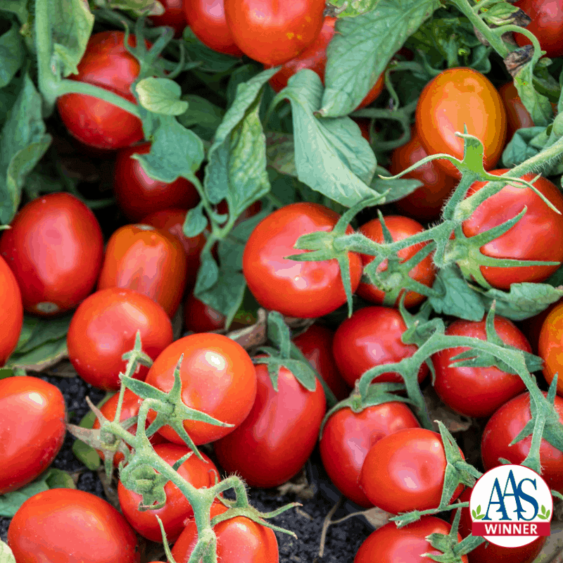 طماطم محددة النمو لينغ – 1000 بذرة F1