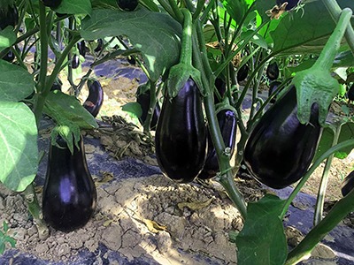  بذور باذنجان بيربوت – 1000 بذرة F1