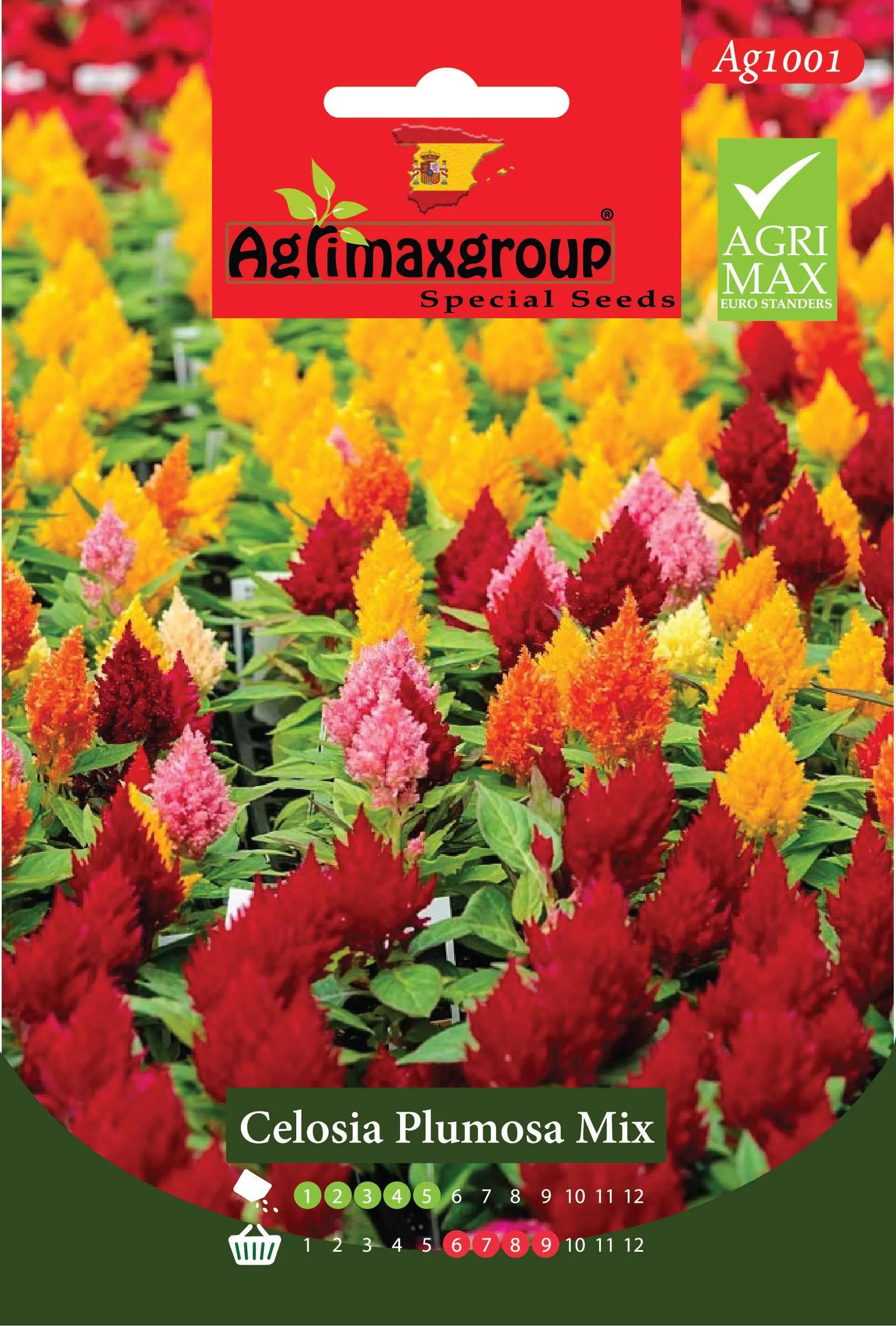 سيلوسيا بلوموزا ميكس - بذور عرف الديك الريشي (مزيج ألوان زاهية)