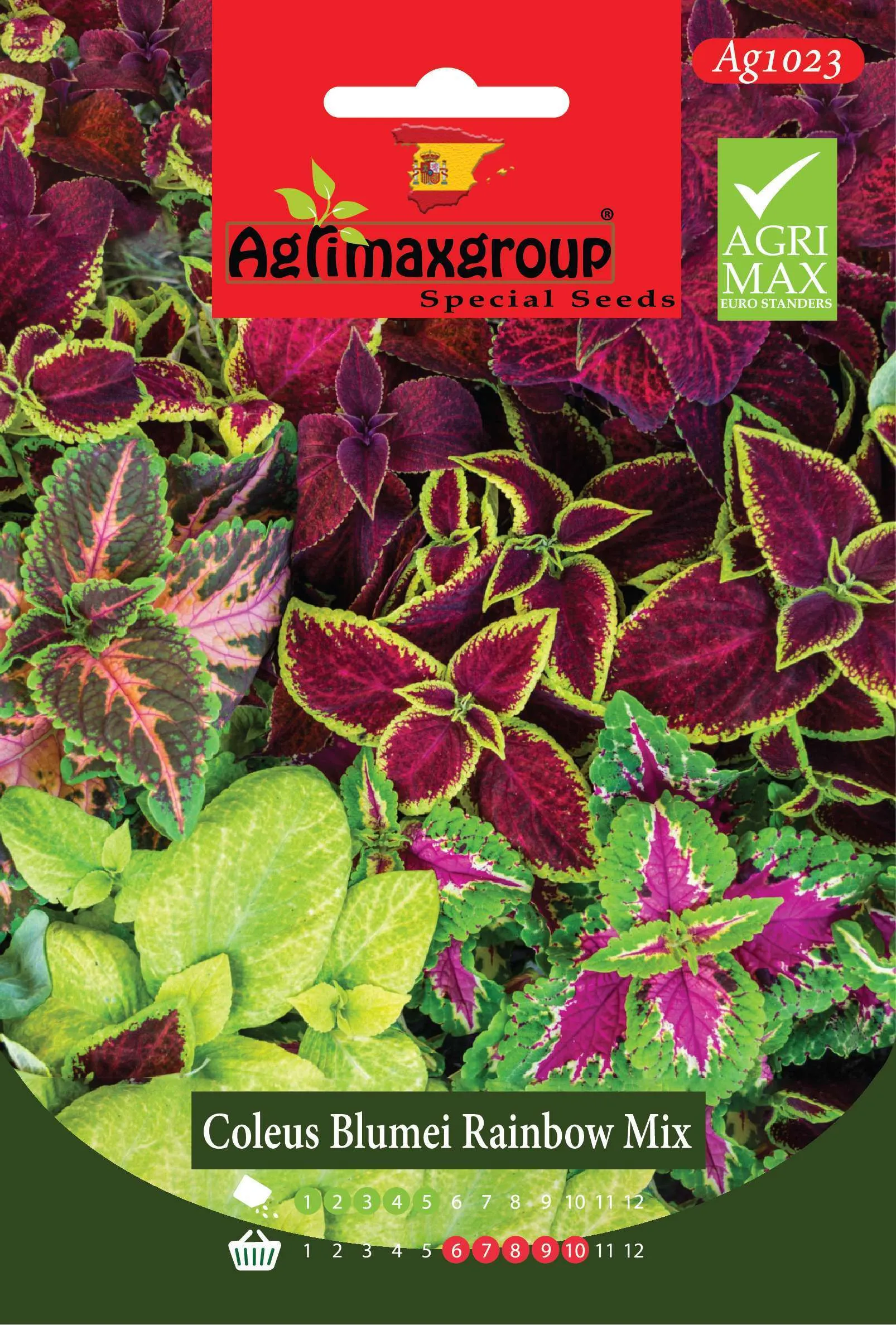 كوليوس بلومي رينبو ميكس - بذور نبات السجادة (مزيج ألوان قوس قزح)