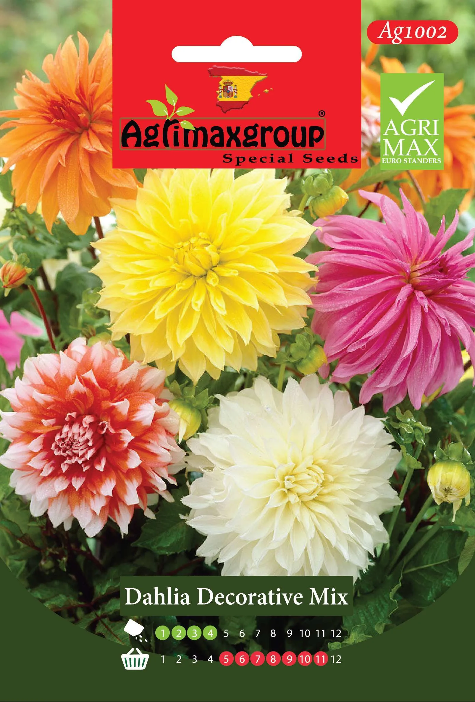 داليا ديكوريتف ميكس - بذور أزهار الداليا الفاخرة كبيرة الحجم (مزيج ألوان)