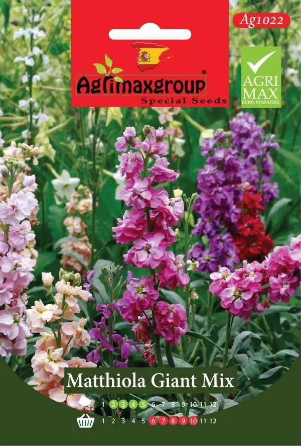 مـاثيولا جاينت ميكس - بذور أزهار المنثور العطرية العملاقة (مزيج ألوان)