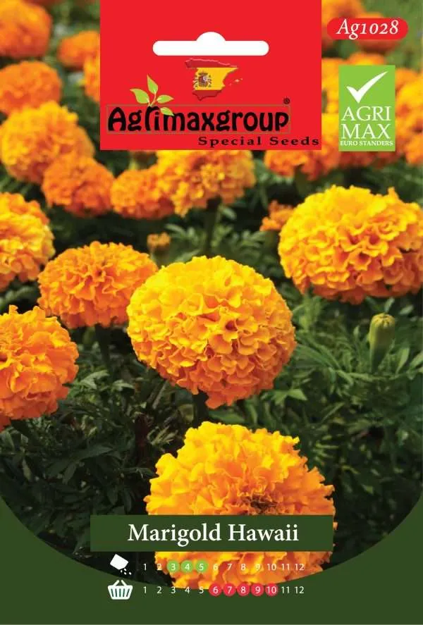 مارجولد هاواي – بذور القطيفة الأفريقية البرتقالية العملاقة (زهور زينة عالية الجودة)