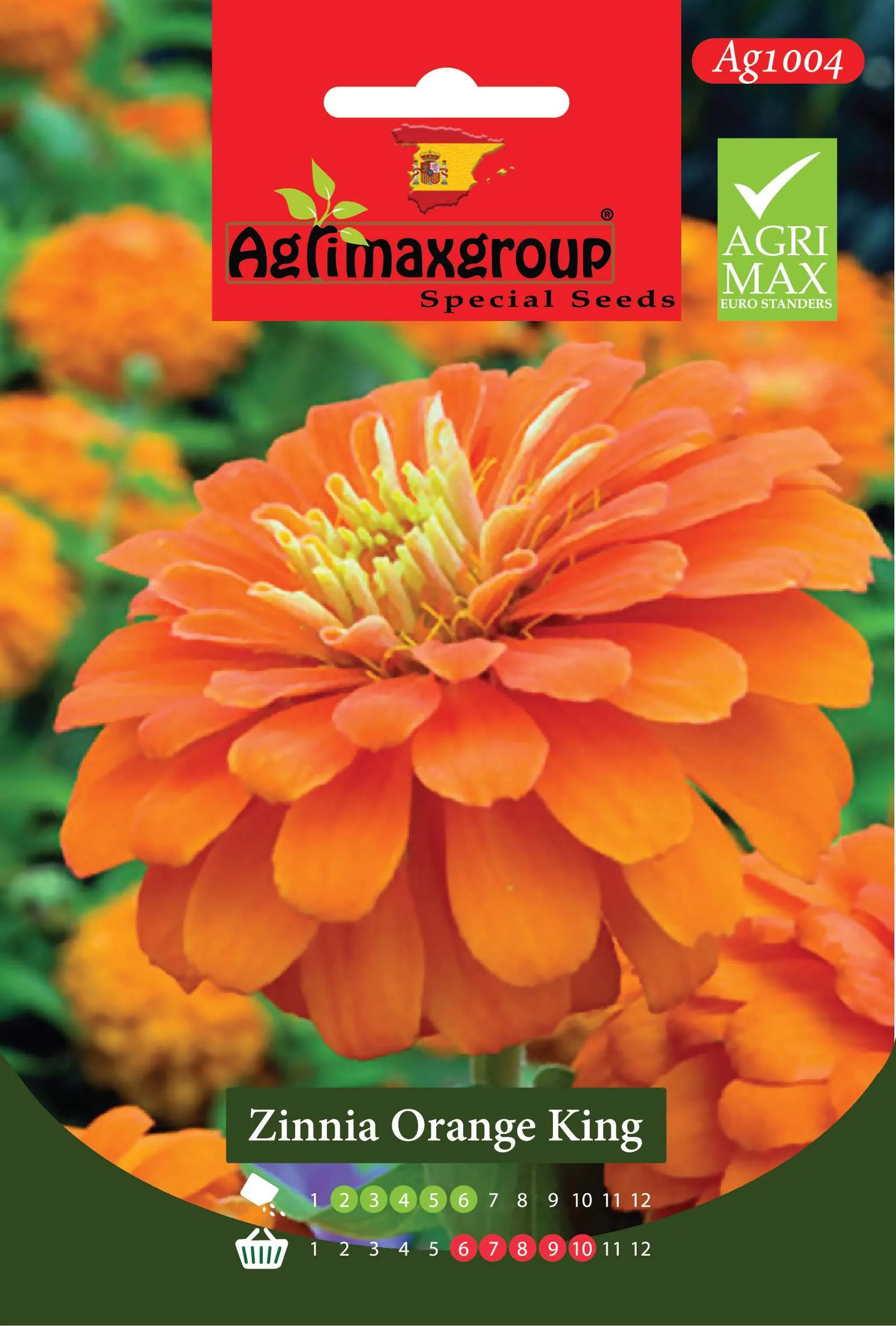 زينيا أورانج كينج - بذور أزهار الزينيا العملاقة المزدوجة الفاخرة