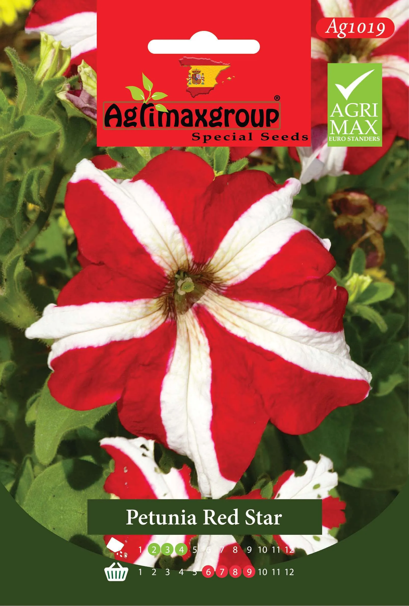 بيتونيا ريد ستار - بذور أزهار البيتونيا الفاخرة ذات النمط النجمي ثنائية اللون