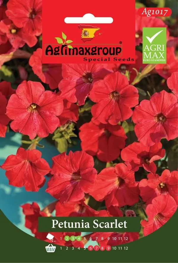 بيتونيا سكارليت - بذور أزهار البيتونيا الحمراء الزاهية الفاخرة