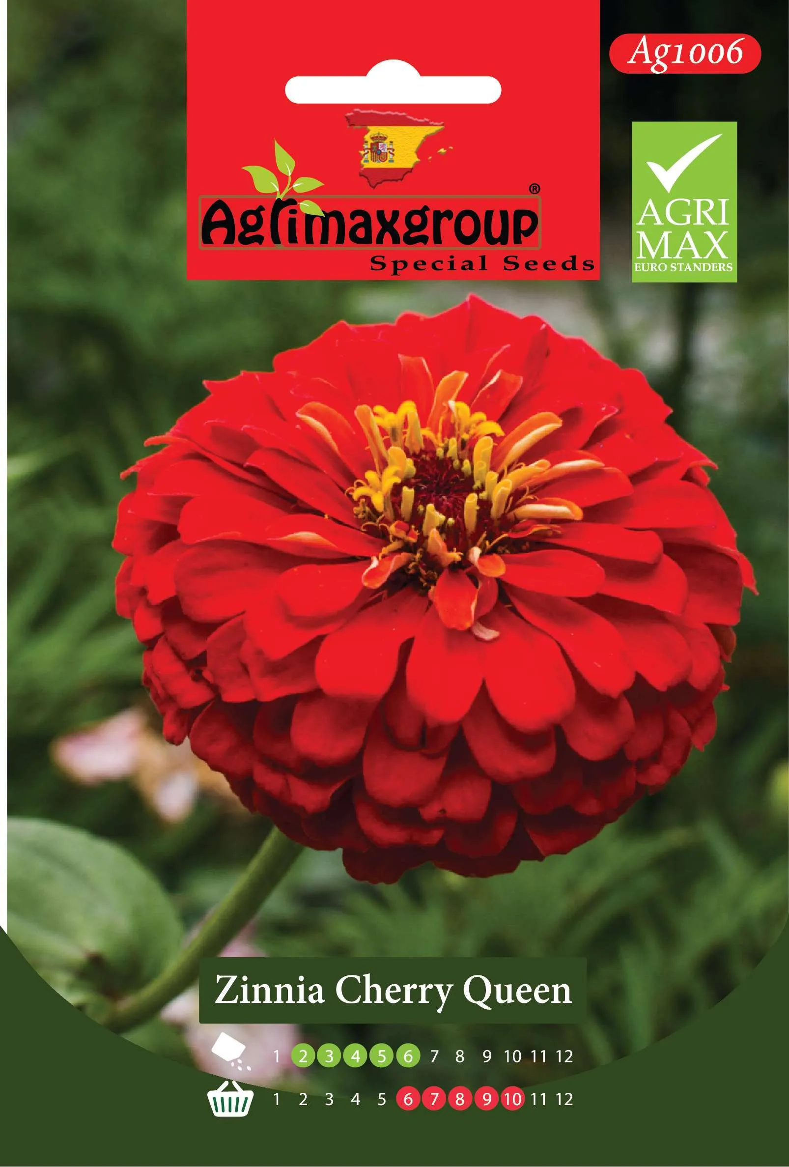 زينيا شيري كوين - بذور أزهار الزينيا الحمراء العملاقة المزدوجة الفاخرة