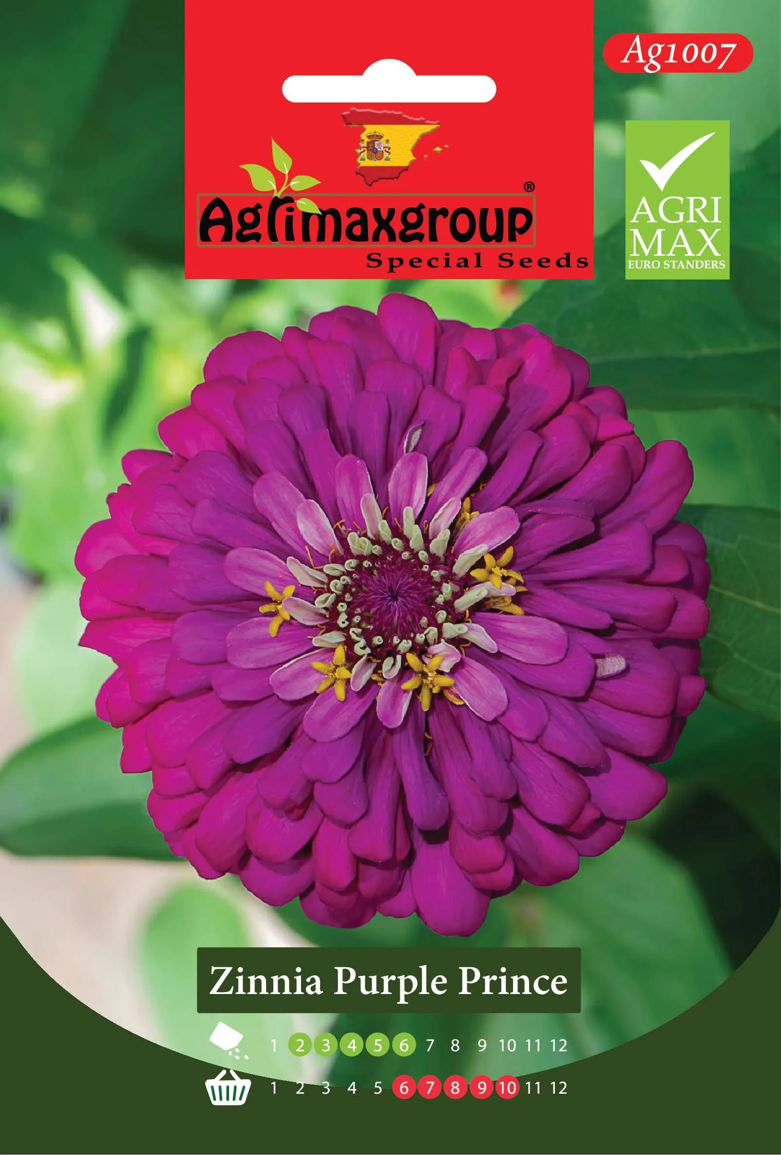 زينيا بيربل برينس - بذور أزهار الزينيا البنفسجية العميقة العملاقة الفاخرة