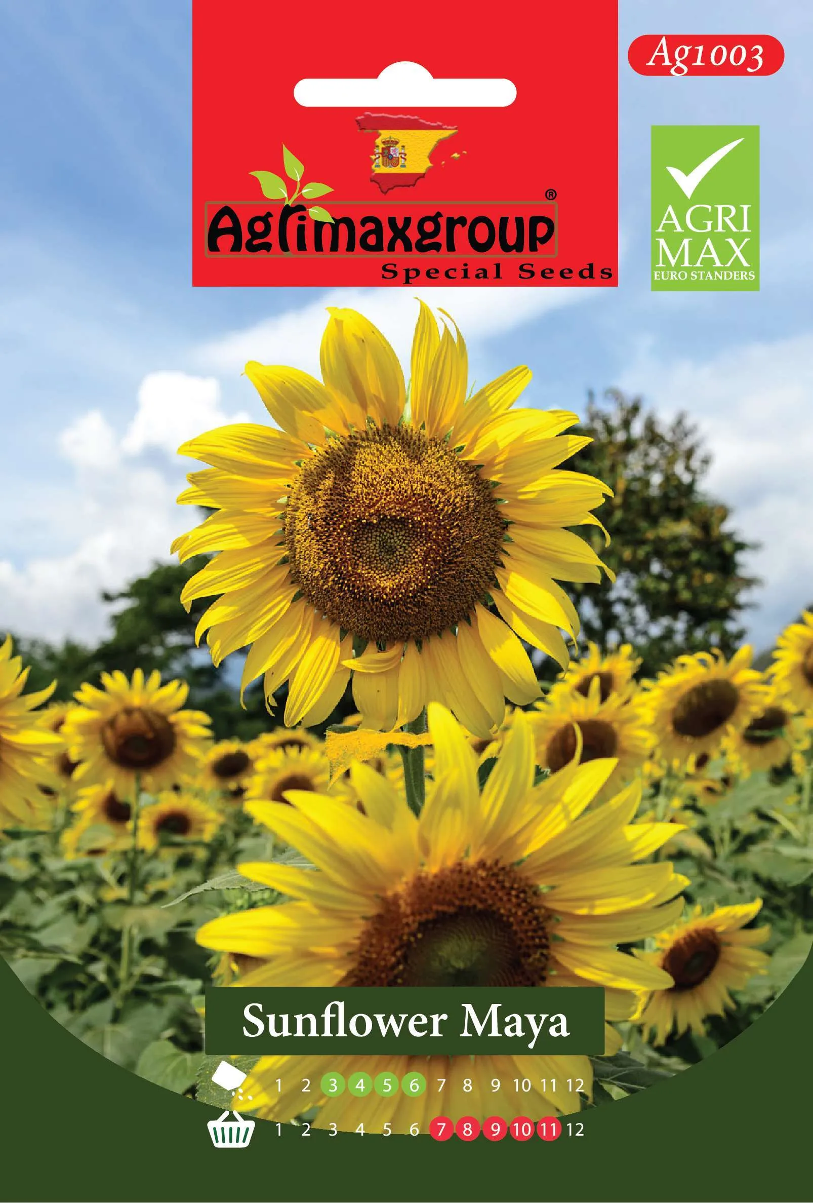 عباد الشمس مايا - بذور دوار الشمس الصفراء العملاقة للزينة الفاخرة