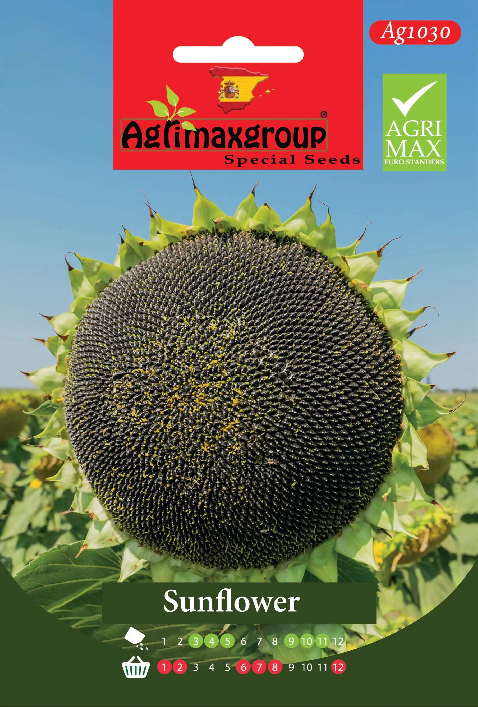 عباد الشمس العملاق - بذور دوار الشمس ذات الرؤوس الكبيرة الفاخرة