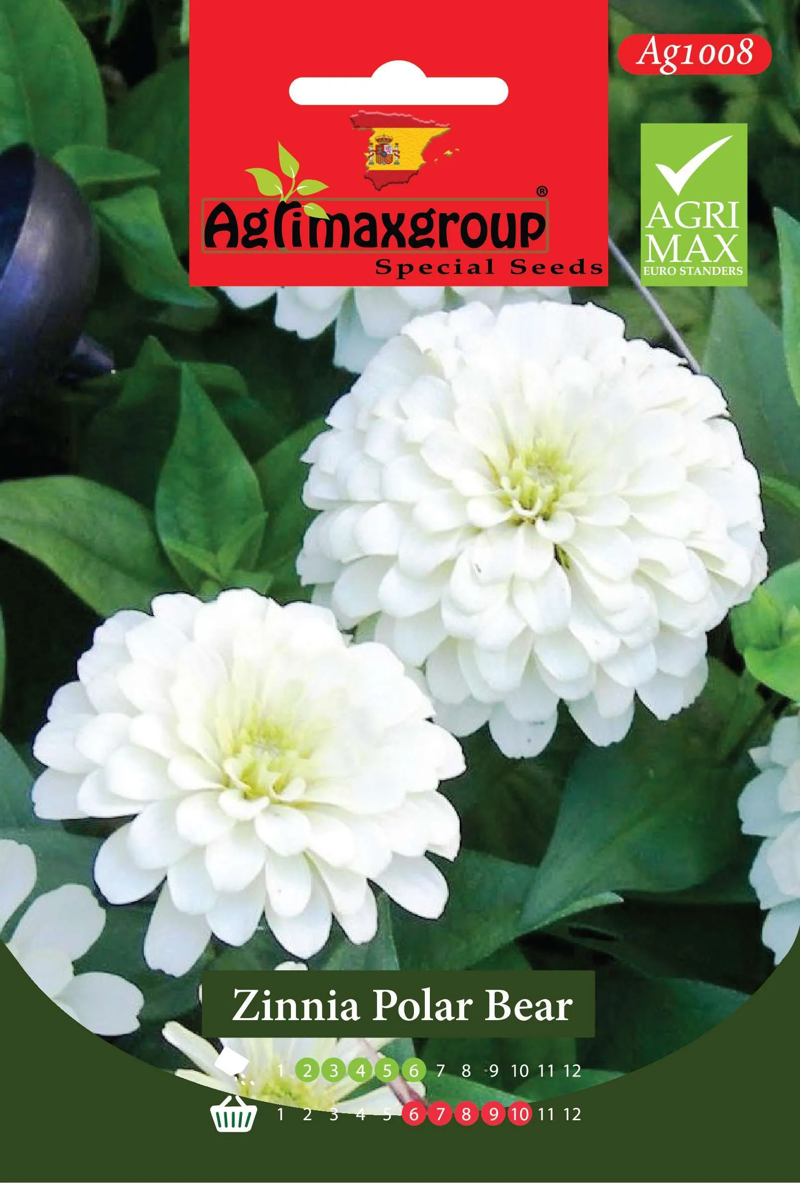 زينيا بولار بير - بذور أزهار الزينيا البيضاء النقية العملاقة الفاخرة