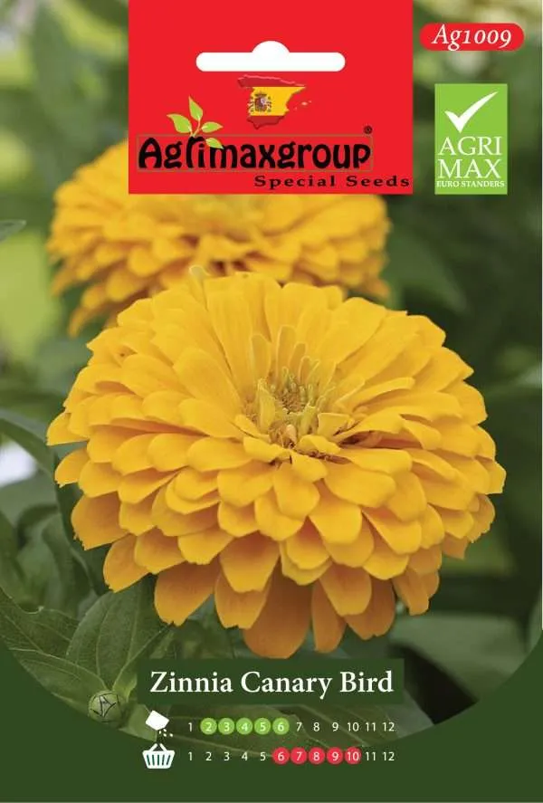 زينيا كناري بيرد - بذور أزهار الزينيا الصفراء الزاهية العملاقة الفاخرة