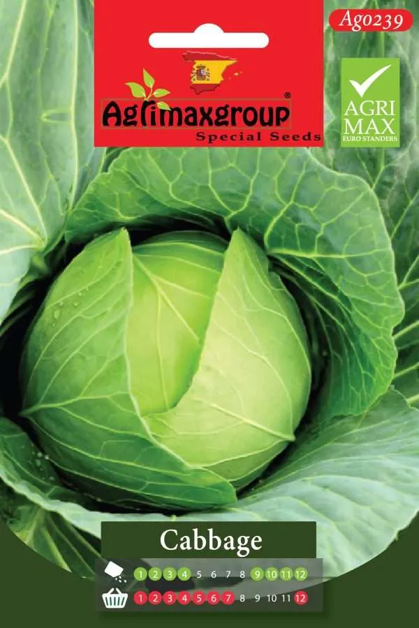 Agrimaxgroup Premium Green Cabbage Seeds (AG0239) – High-Yield Spanish White Cabbage Variety for Indoor and Outdoor Home Gardening, Seasonal Sowing & Harvest, Non-GMO Euro Standard
