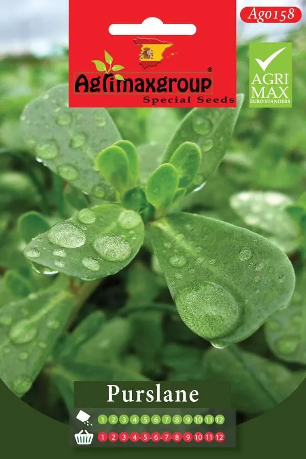 Agrimaxgroup Premium Purslane Seeds (AG0158) – High-Yield Spanish Verdolaga Variety for Indoor and Outdoor Home Gardening, Year-Round Sowing & Harvest, Non-GMO Euro Standard
