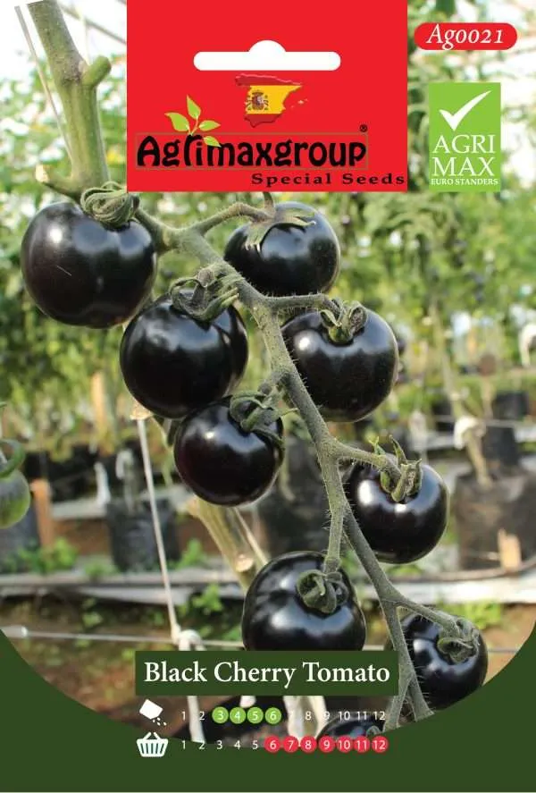 Agrimaxgroup Premium Black Cherry Tomato Seeds (AG0021) – High-Yield Spanish Indigo Variety for Indoor and Outdoor Home Gardening, Seasonal Sowing & Harvest, Non-GMO Euro Standard