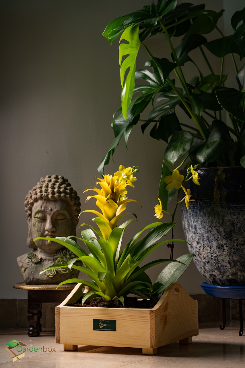 Sunshine Wooden Planter, 1 Foot x 1 Foot, grow plants in this decorative planter, starter kit to grow flowers, herbs, microgreens, desk decor. Planter for indoors and outdoors. Image